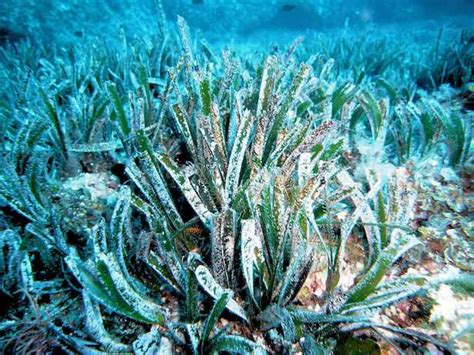 Posidonia Oceanica