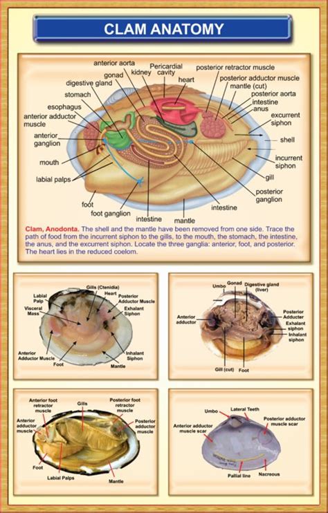 Internal Anatomy Of A Clam