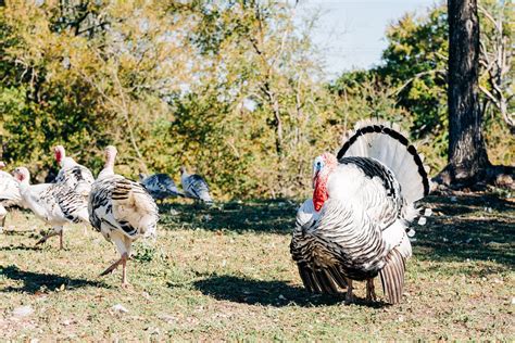 Greater Peoria Farm-fresh Turkey for Thanksgiving - Discover Peoria, IL