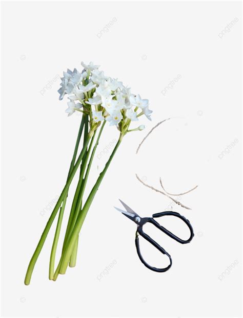 Wooden Bench Adorned With Narcissi Stems Twine And Scissors Bench