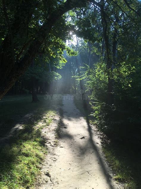 Sunny Morning In Park With Godrays Stock Image Image Of Electric