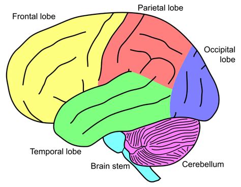 The Cerebellum Is The Area Of The Hindbrain That Controls Motor