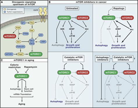 Mtor Signaling In Growth Metabolism And Disease Cell