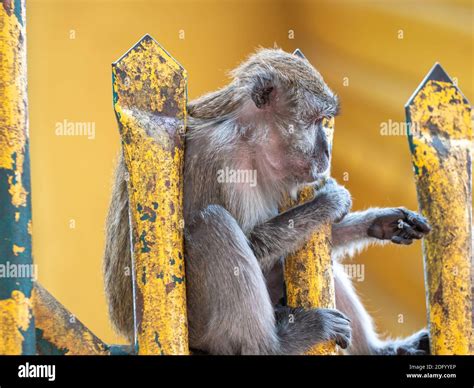 Einen Zaun Betrachten Stockfotos Und Bilder Kaufen Alamy