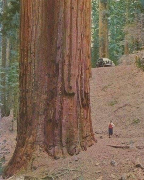 A Redwood tree vs Human : r/pics