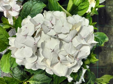 Hortensias Blancs Hydrangea Macrophylla Soeur Therese Plantamus