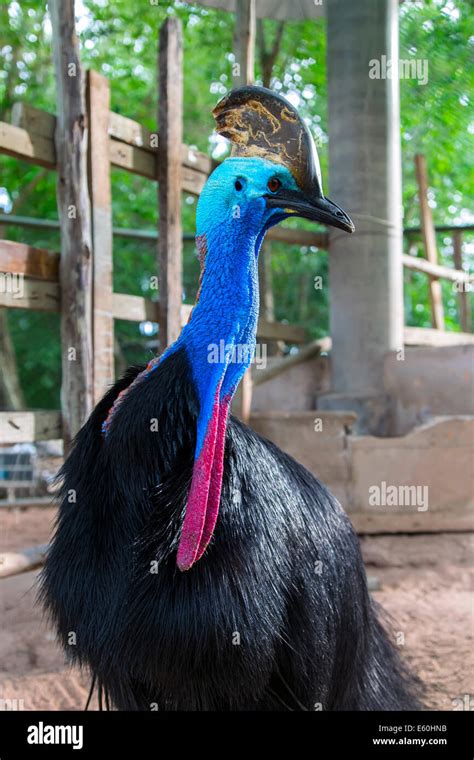 Cassowary Stock Photo - Alamy