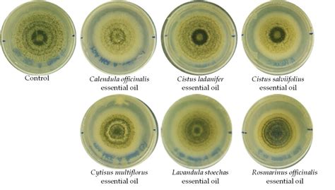 Growth Of Aspergillus Flavus Strain 1 In PDA Medium After 10 Days Of