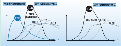 Infiammazione Cronica Sistemica Di Basso Grado ICSBG