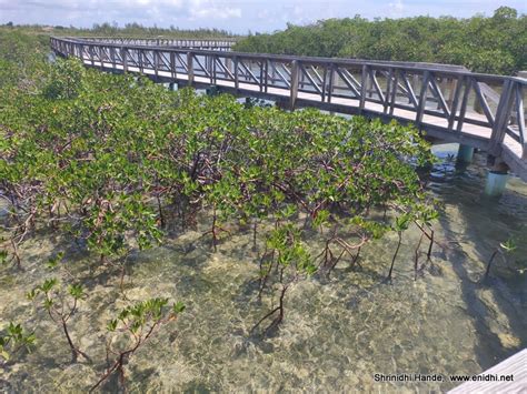 Bonefish Pond National Park Nassau-Crystal clear mangrove park - eNidhi ...