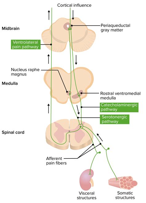 Mapa Mental Vias Aferentes 1 Neuroanatomia E Neurofisiologia Porn Sex