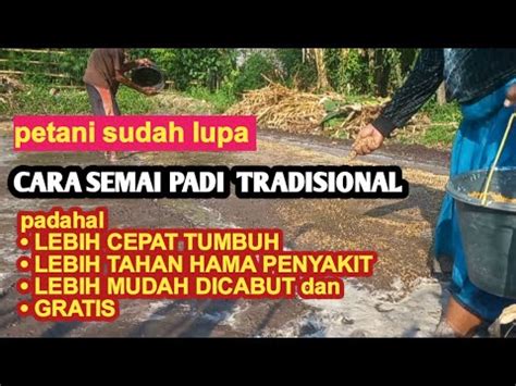 Cara Semai Padi Agar Cepat Tumbuh Dan Bebas Hama Penyakit Serta Mudah