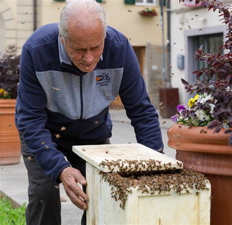 Salvare Gli Insetti Impollinatori