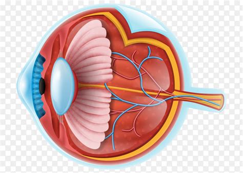 Eye anatomy details Premium vector PNG - Similar PNG