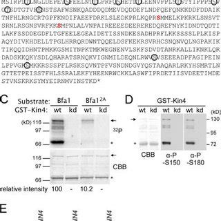 The Spoc Regulates The Phosphorylation Of Bfa By Cdc At Spbs A And