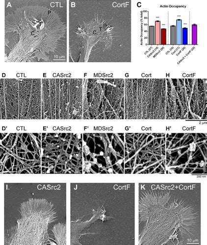 Src And Cortactin Promote Lamellipodia Protrusion And Filopodia