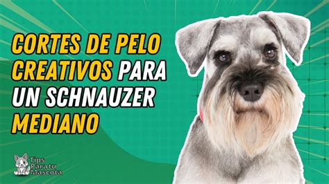 CORTES DE PELO PARA UN SCHNAUZER MEDIANO YouTube