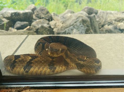 [Prescott, WI] Timber rattler? (BTW so excited to finally have a snake
