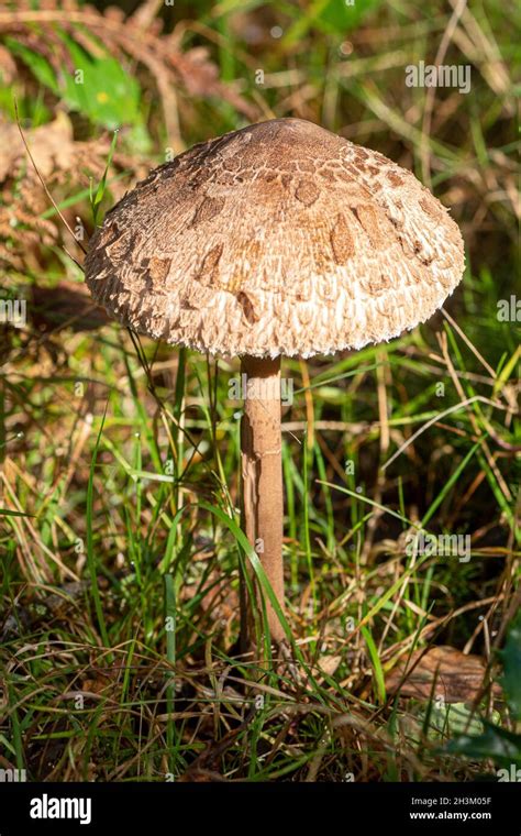 Parasol Mushroom Edible Large Hi Res Stock Photography And Images Alamy