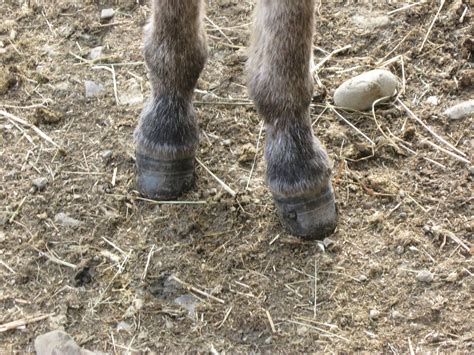 The Dancing Donkey Pedicures