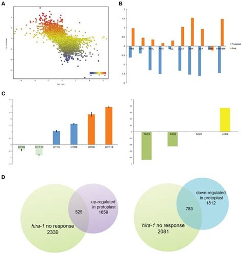 A Transcriptome Comparison Between Wt Root Cells And Wt Protoplast