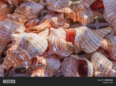 Sea Shells Background Image And Photo Free Trial Bigstock