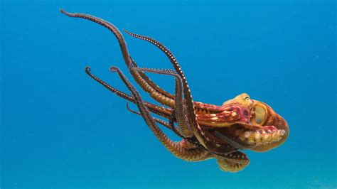 Wie Schaffen Es Kraken Ihre Langen Fangarme Nicht Zu Verknoten