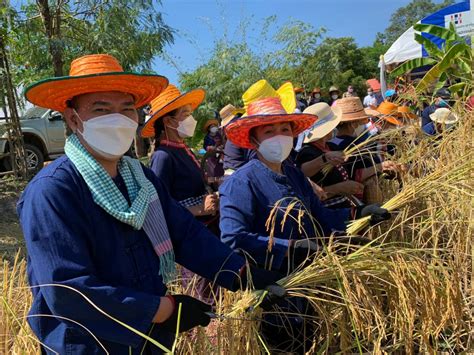 วัดป่าดอนดู่ธรรมาราม ร่วมกับ พช จัดกิจกรรม “เอามื้อสามัคคีลงแขกเกี่ยว