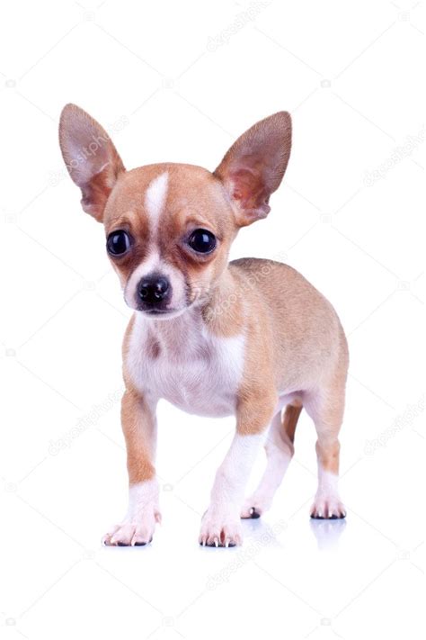 Very scared chiwawa puppy — Stock Photo © feedough #5435895