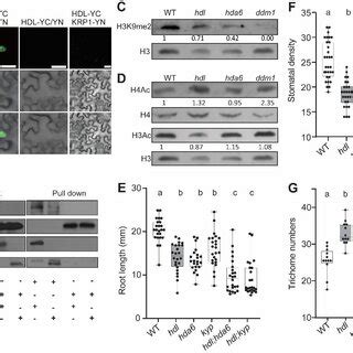 Hdl Interacts With Histone Deacetylase Hda And Methyltransferase