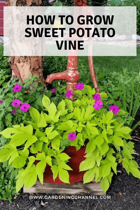 How To Grow Ornamental Sweet Potato Vine Creative Display Ideas Artofit