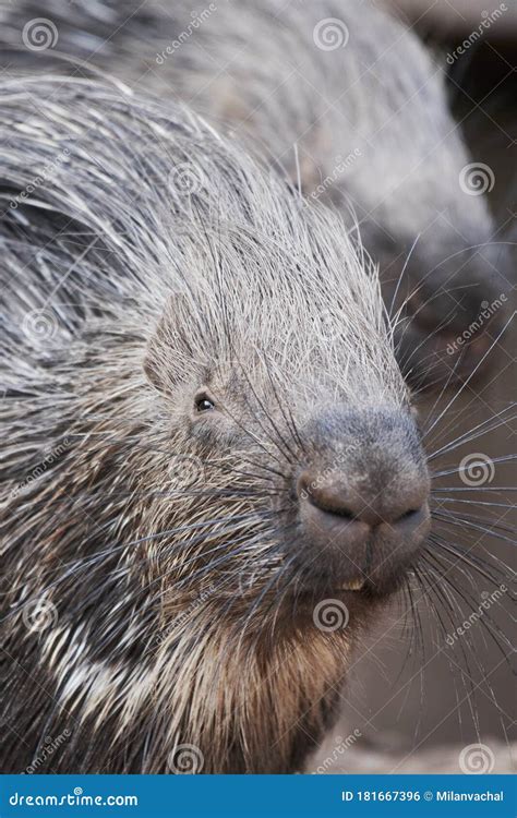 Portrait of Porcupine, Hystrix Stock Photo - Image of nature, animals ...