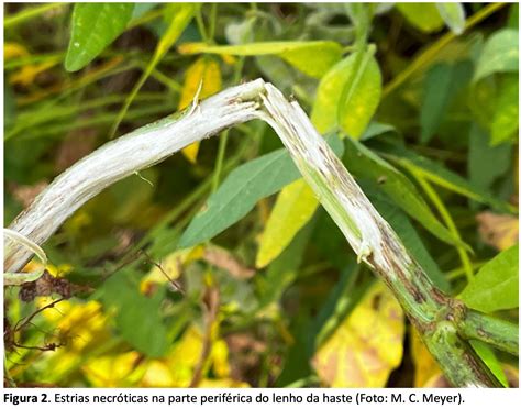 Globo Rural On X Mosaic Fertilizantes Abre Vagas Em Sorriso MT X