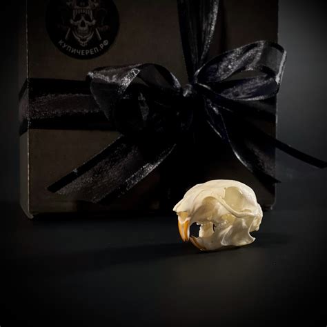 купи череп | ВКонтакте