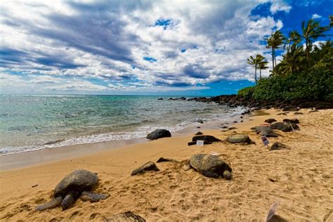 Turtle Beach | Turtle beach, Hawaii beaches, Ocean life