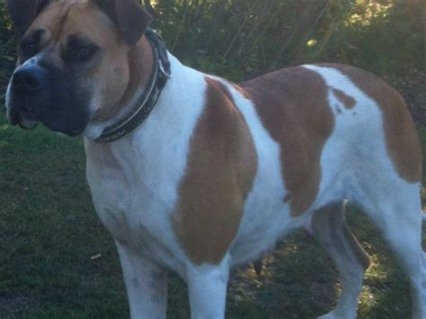 Irish Markings Boerboel