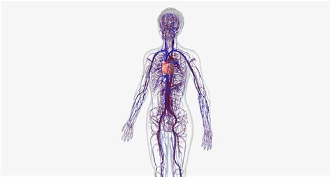 Compos Du C Ur Et Des Vaisseaux Sanguins Le Syst Me Cardiovasculaire