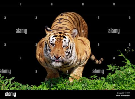 A Sumatran Tiger Ready To Pounce Indonesia Stock Photo Alamy