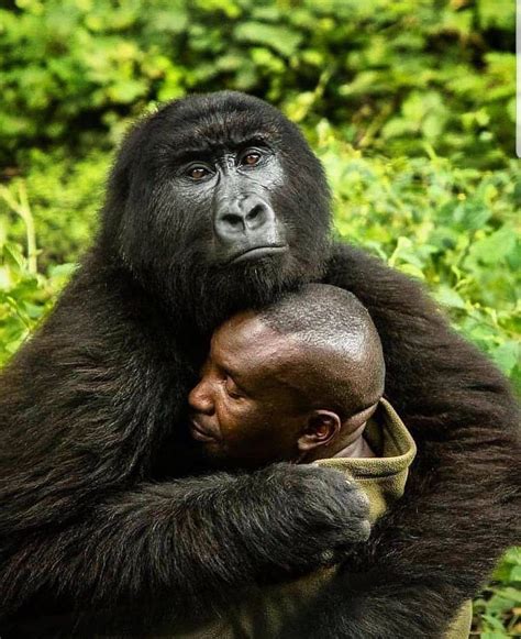 An orphan gorilla hugging a park ranger : r/pics