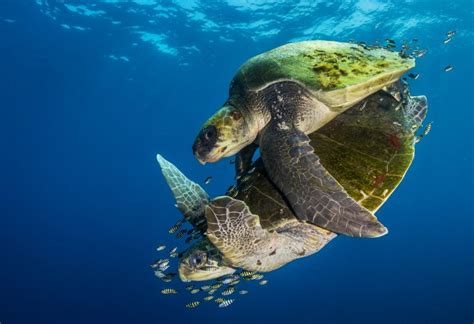 Olive Ridley Turtle Fact And Information Guide American Oceans