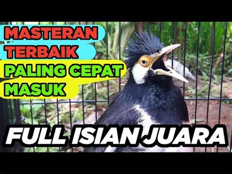 BURUNG JALAK SUREN GACOR FULL ISIAN JUARA Paling Mudah Masuk Untuk