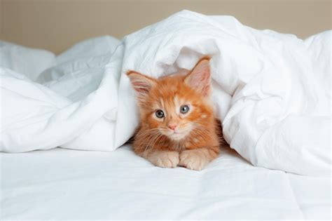 Lindo Gatito Rojo Envuelto En Una Manta Blanca Gatito Maine Coon Foto