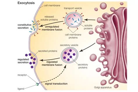 Exocytosis Definition Types Steps Examples Biology Notes Online