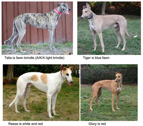 All About Greyhounds Bay Area Greyhound Adoption