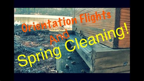 Beekeeping For Beginners Bees Bringing In Pollen And Spring Cleaning Youtube