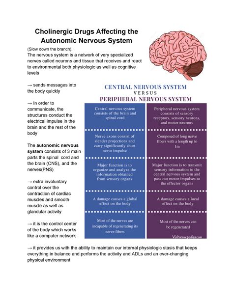 Cholinergic Drugs The Nervous System Is A Network Of Very Specialized