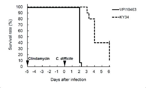 Survival Rates Of Hamsters Infected With C Difficile Vpi10463 Or