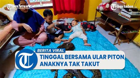 Heboh Kisah Pasutri Tinggal Bersama Puluhan Ular Piton Anak Balitanya