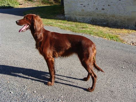 Elevage De La Vall E De Cl Ry Eleveur De Chiens Setter Irlandais Rouge