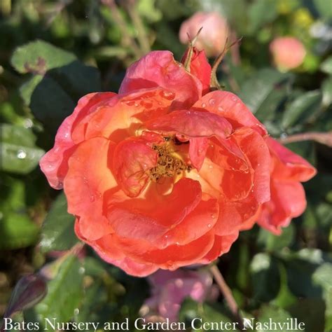 R60 Roses Shrub 3 Rosa CORAL Knock Out Shrub Rose No Warranty